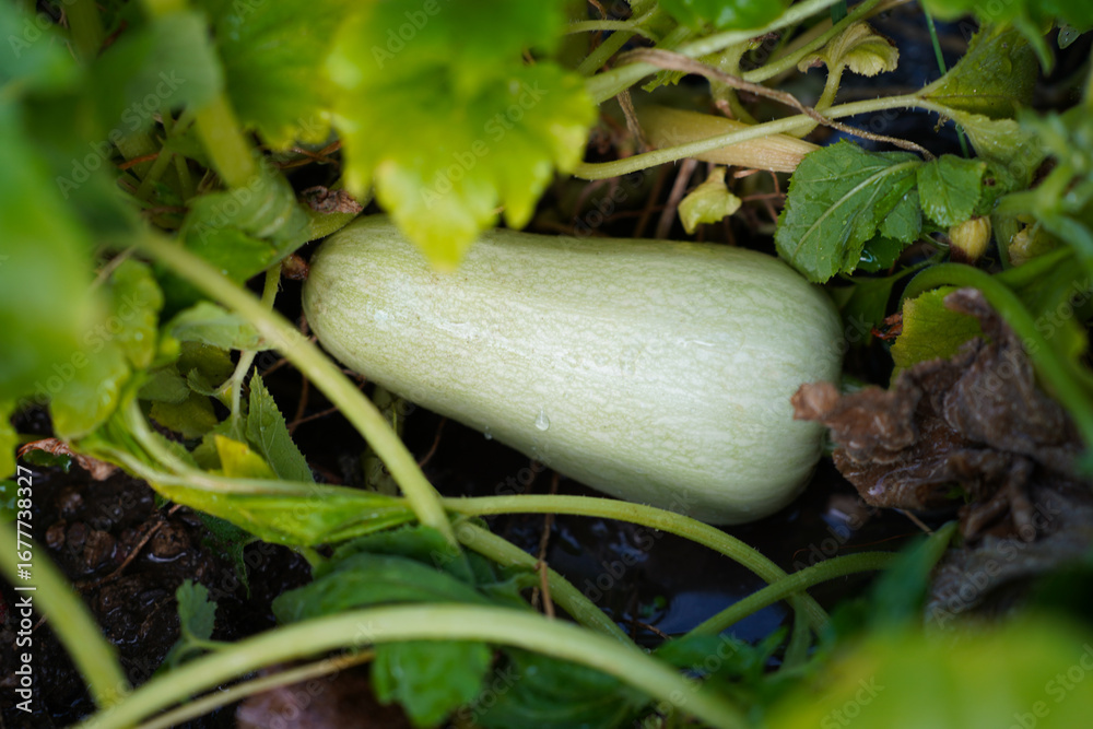 Obraz premium close-up of zucchini growing in a garden
