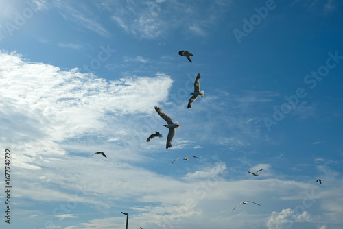Gulls Flying Overhead