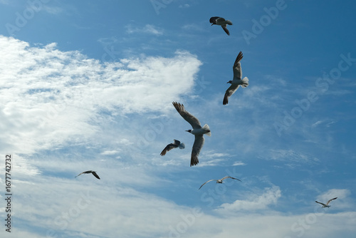 Sea Gulls Fly Overhead on Clear Day