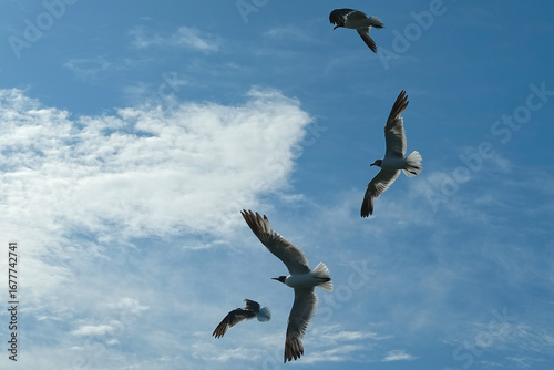 Sea Gulls Circle Overhead on Clear Blue Sky