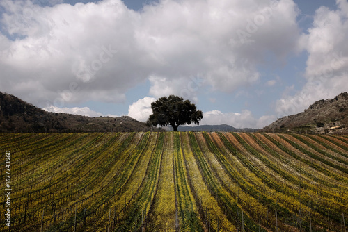 Campo con albero