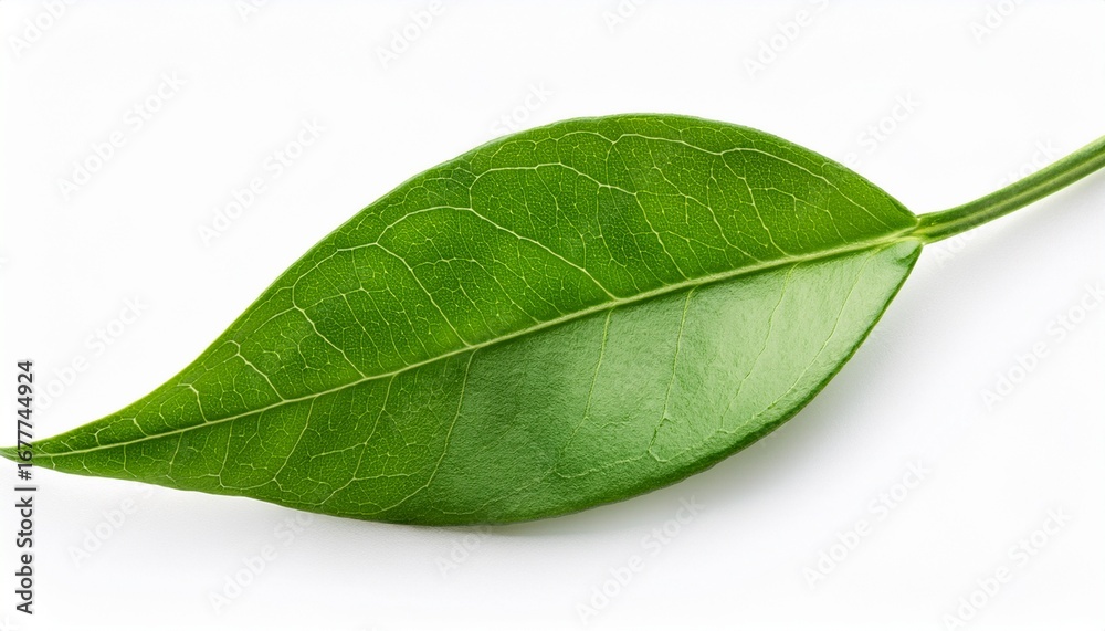 Obraz premium close up of green plant branch with lush leaves isolated on white background perfect for nature eco and organic themes