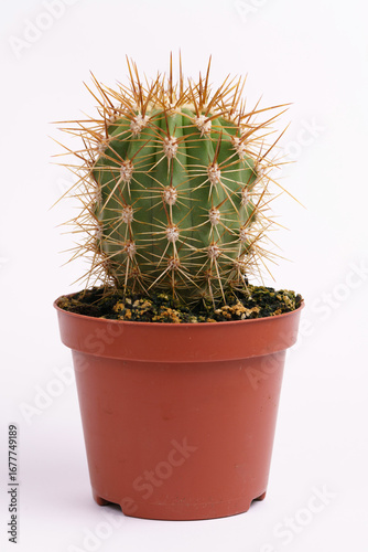 Cactus isolated on a white background. Vertical view.