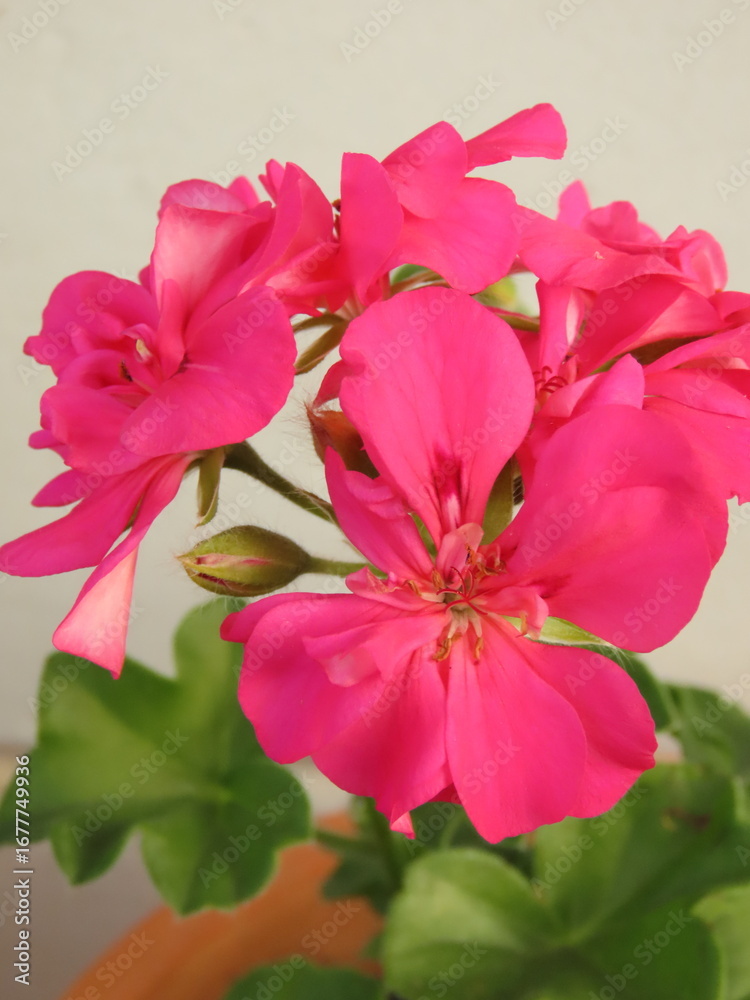 Obraz premium Vibrant pink geranium with sunlight. Closeup of pink geranium flowers.