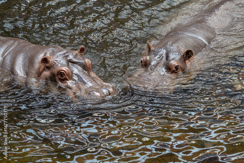 Canvas Print Two Hippos Watching from the Water's Surface