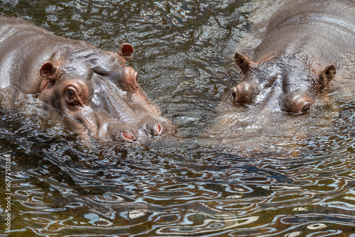 Canvas Print Two Hippos Watching from the Water's Surface
