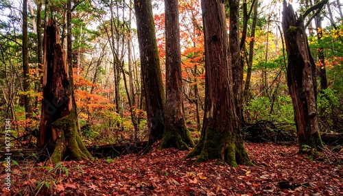 Autumn forest scene with vibrant foliage