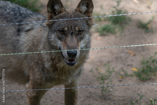Captive Wolf's Intense Stare Through a Wire Fence