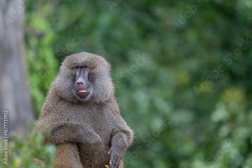 Funny Baboon with a Cheeky Expression and Copy Space