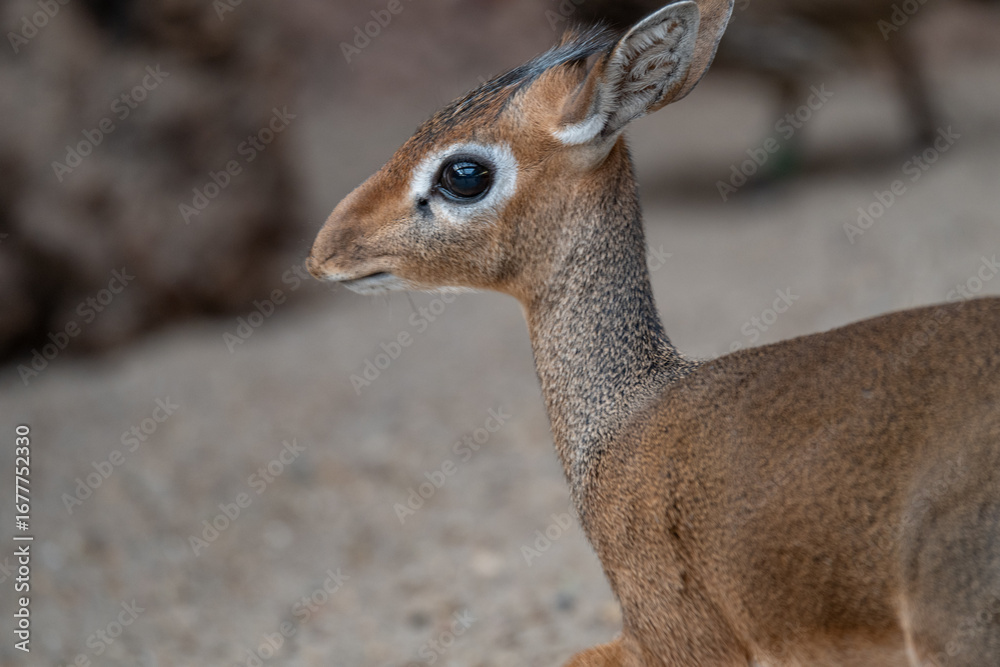 Fototapeta premium Elegant Profile Portrait of a Kirk's Dik-Dik Antelope
