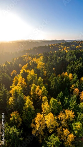 Autumn forest vista from above