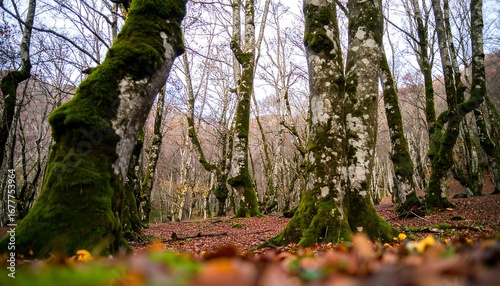 Autumn forest with moss-covered trees