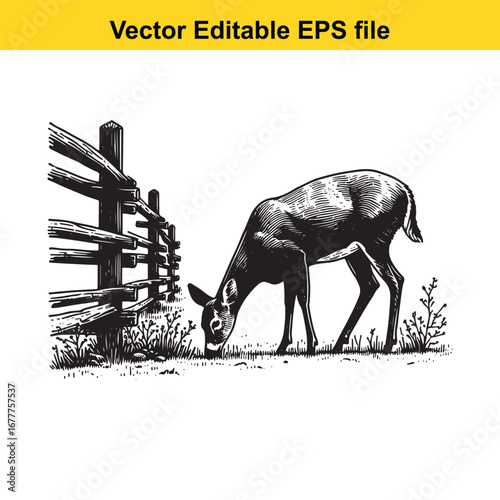 A whitetail black and white sketch of a deer grazing near a wooden fence on a white background