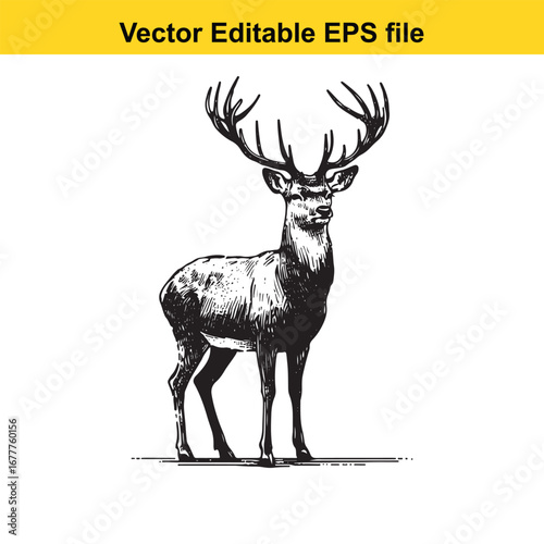 A whitetail majestic stag with large antlers, isolated on white background