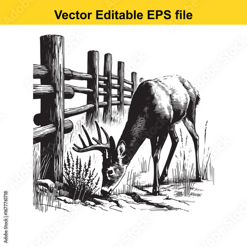 A whitetail buck deer grazing near a rustic wooden fence in a field