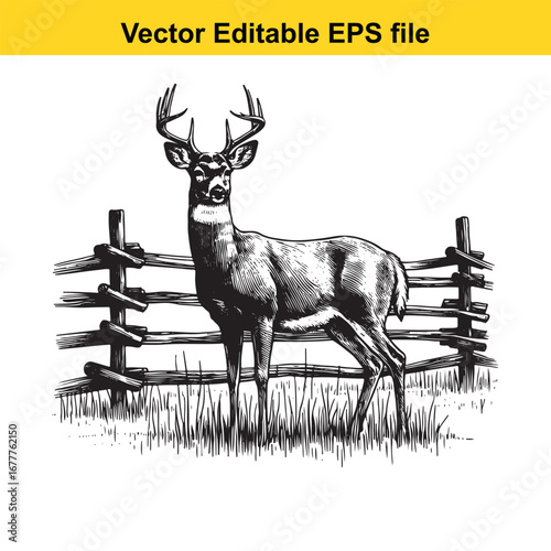A whitetail majestic buck with antlers standing behind a wooden fence in a field