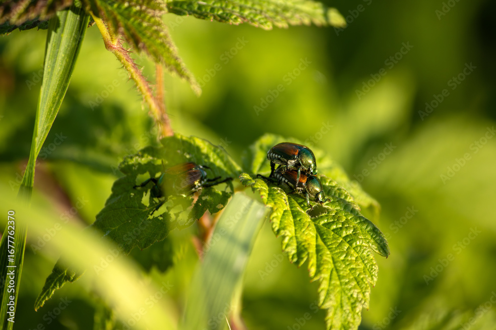Fototapeta premium Japanese beetles on a green leaf in the summer sunshine