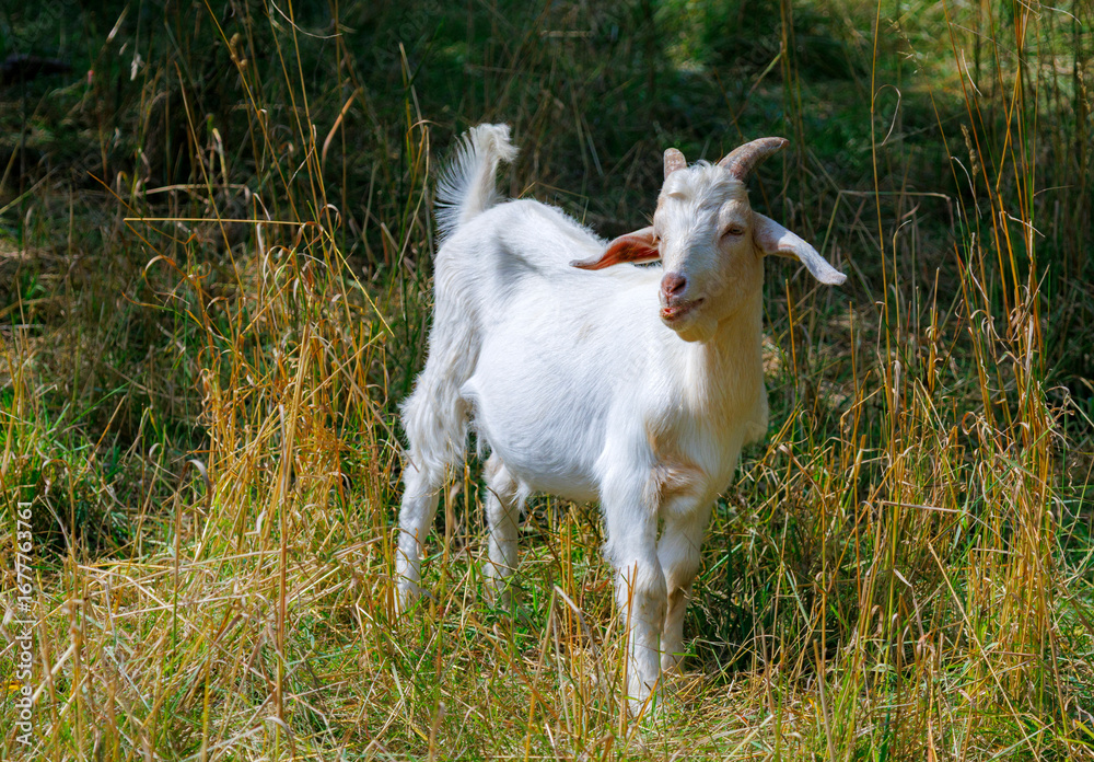 Obraz premium White goat chewing grass in a field
