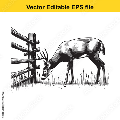 A whitetail buck deer grazing in a field near a wooden fence, vector illustration