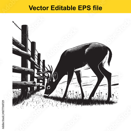 A whitetail deer grazing in a field next to a wooden fence, vector illustration