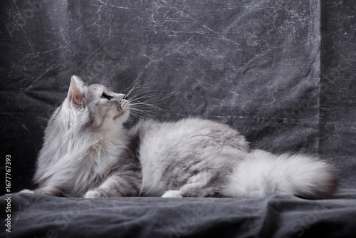 cat lying on the floor