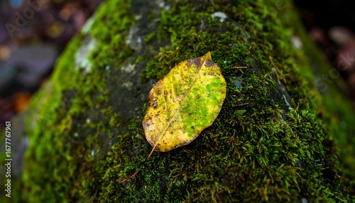 Autumn leaf resting on mossy rock