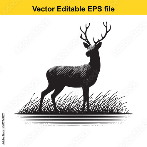 A whitetail majestic stag standing in tall grass, isolated on white background