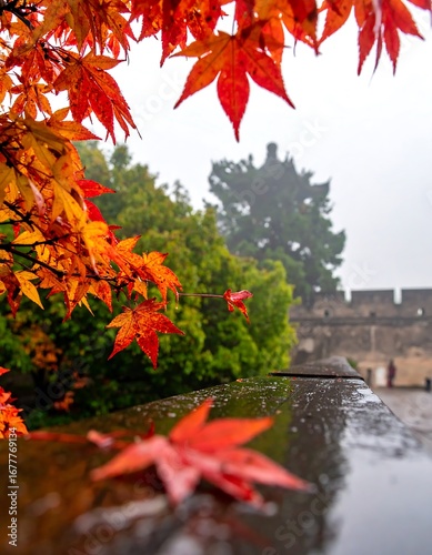 Autumn leaves and misty wall