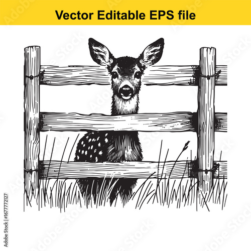 A whitetail young deer with spots behind a rustic wooden fence in a grassy field