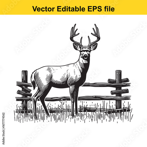 A whitetail buck deer standing in grass near wooden fence, isolated on white background