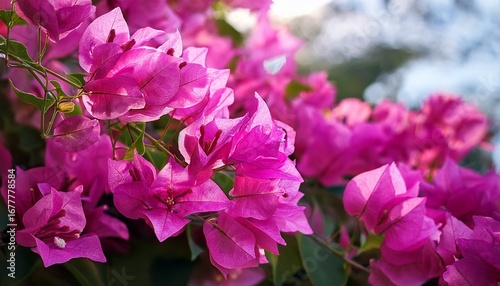 pink bougainvillea blooms in the garden also called paper flowers or bunga kertas