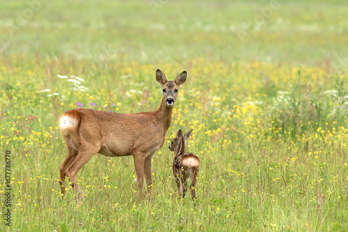 Roe deer with fawn in flower meadow