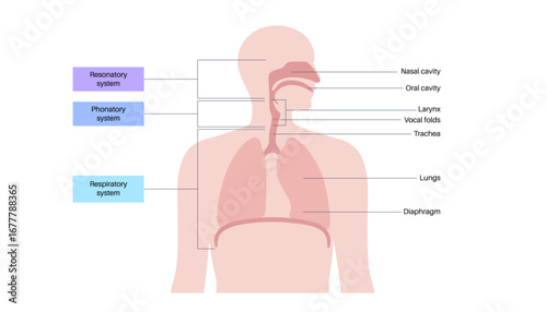Anatomy of the voice