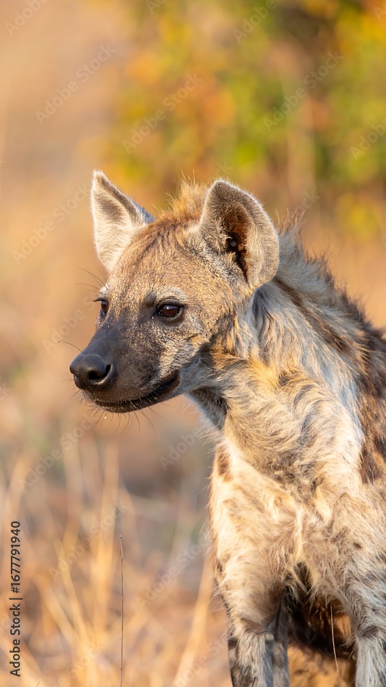 Fototapeta premium Hyena portrait in nature