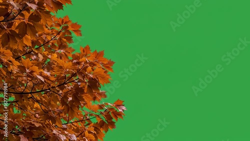 Autumn Foliage Frame: Vibrant Oak Tree Leaves Isolated on Green Screen Background for Easy Compositing