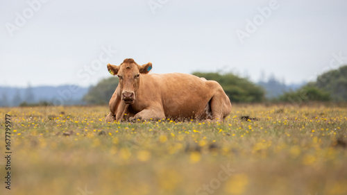 New Forest Cow