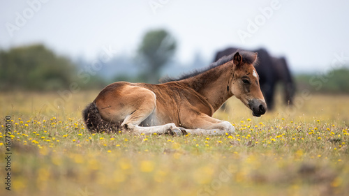 New Forest Foal