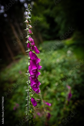 Digitalis