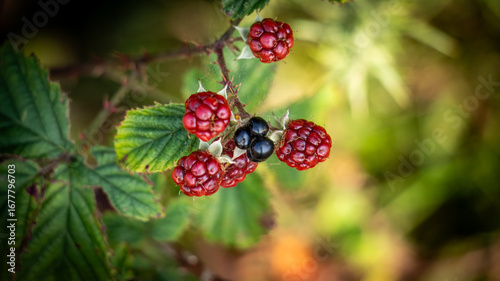 Wild Blackberries