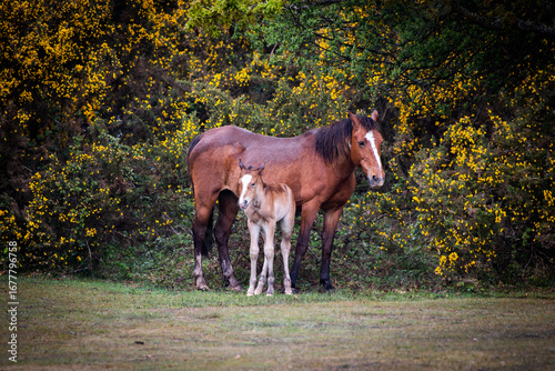 New Forest Ponies