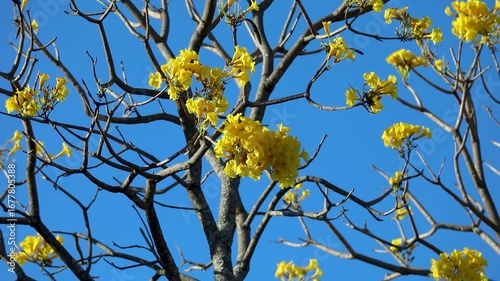Wonderful and contrasting Brazilian yellow ipê flower Handroanthus albus, Bignoniaceae, which blooms in the months of August and September	