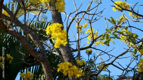 Wonderful and contrasting Brazilian yellow ipê flower Handroanthus albus, Bignoniaceae, which blooms in the months of August and September	