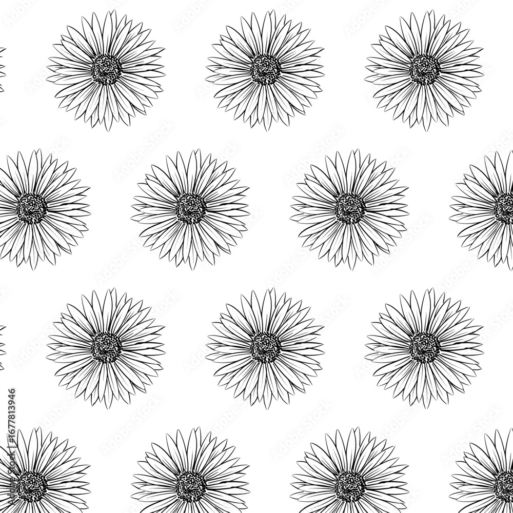 Obraz premium Alpine Aster or Aster alpinus flower Seamless Pattern Hand drawn vector line art, Black and White Flower isolated in white. Beautiful design for textile, wallpaper, wrapping paper