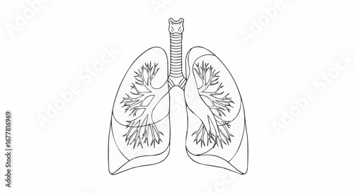 Health, medicine and nursing vector  human lungs anatomy drawing for medical education and healthcare illustration of respiratory system diagram