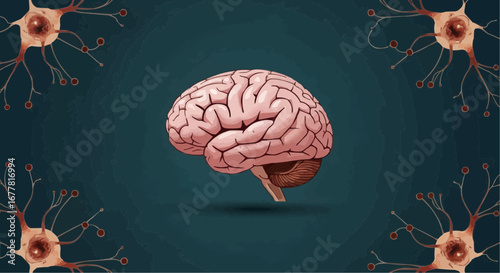 Health, medicine and nursing vector  human brain anatomy illustration with neurons for medical education and neuroscience research study guide