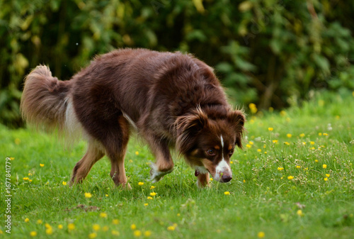 Foto A curious Miniature Australian Shepherd sniffs the ground in a field of flowers on a summer meadow, exploring its natural instincts