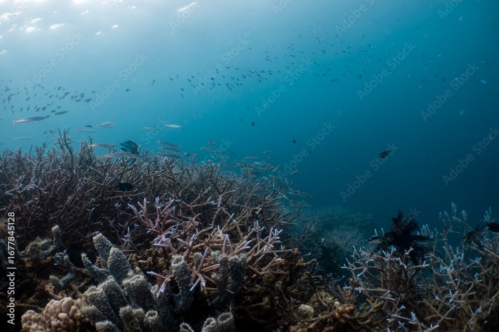 Fototapeta premium A vibrant coral reef teeming with fish in a tropical underwater scene.