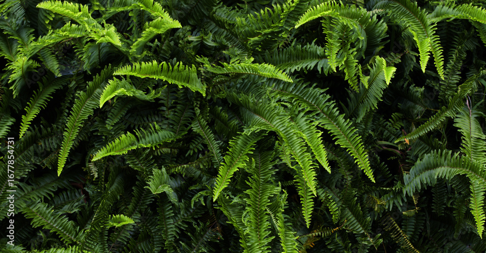 Obraz premium green leaves are naturally