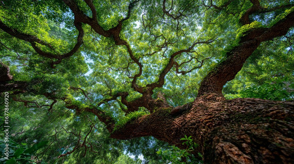 Fototapeta premium Worm's eye view of a large tree with green leaves and twisted branches.