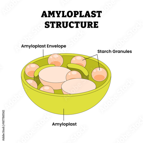 Amyloplast Structure anatomy diagram with cross-section view, type of plastid in plant cells, labeled amyloplast envelope, starch granules, store and synthesize starch from glucose.